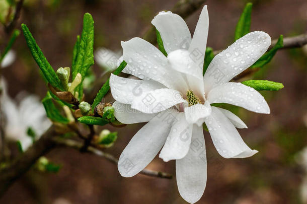 玉兰树的奶油花。 雨后美丽的奶油玉兰花。