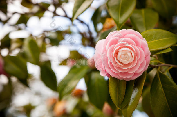 明亮的粉红色日本山茶花盛开