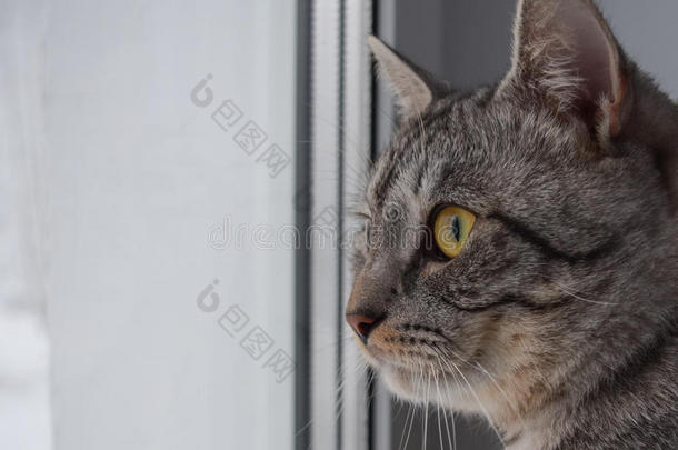 灰色的猫看着窗外