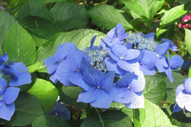 夏季花园中的蓝色绣球花(绣球花