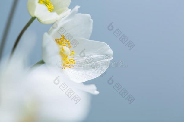 白色春花