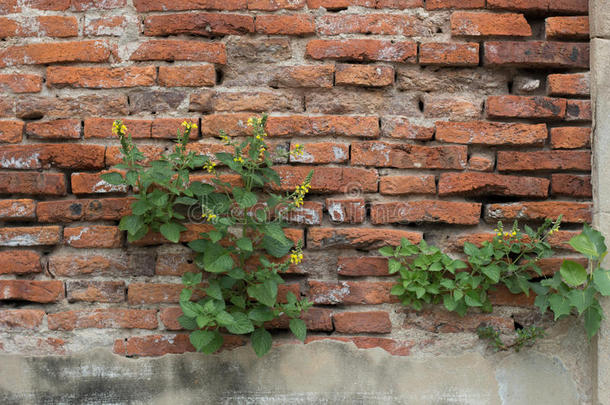 新鲜的春天绿叶植物在砖墙背景上