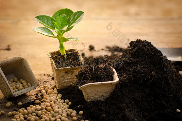 农业，植物，种子，幼苗，植物生长在纸上回收p