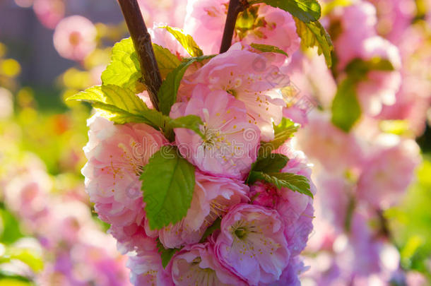 树枝上开着粉红色的小花，春天在花园里开花