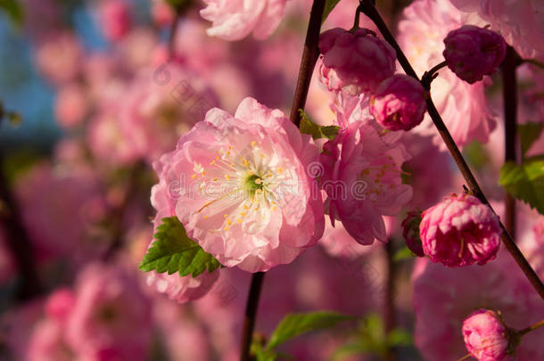 树枝上开着粉红色的小花，春天在花园里开花
