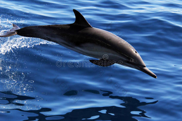 加利福尼亚常见的迭戈海豚环境