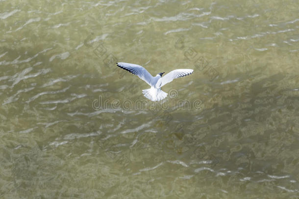 波罗的海鸟<strong>断路器</strong>飞行海鸥