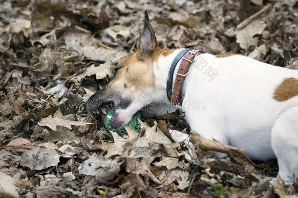 <strong>狗狐狸狗</strong>玩球