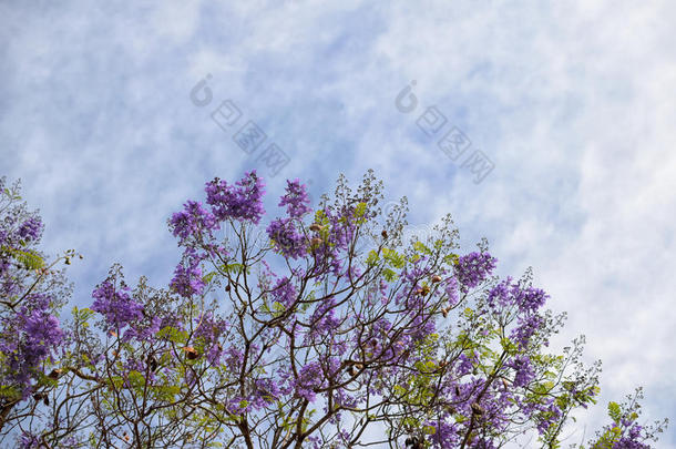 盛开与紫色的花树枝对抗<strong>蓝白</strong>色的SK