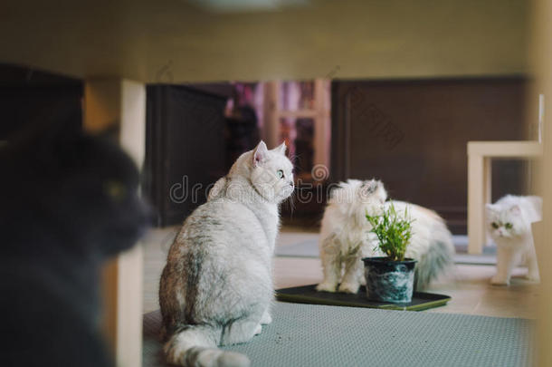 房间里一只猫的肖像，里面充满了柔和的光线，并使用了柔和的焦点。 主要集中在眼睛上，而WB则被转移