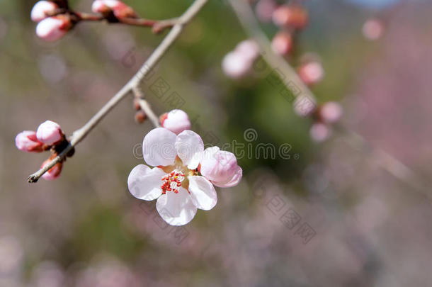 山桃花