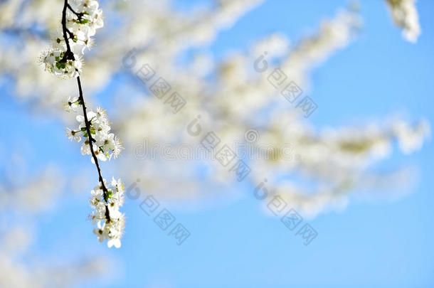 春天盛开的白色樱桃树