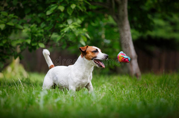 狗品种杰克罗素猎犬在大自然中行走