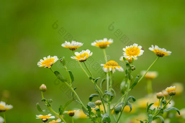 野菊花