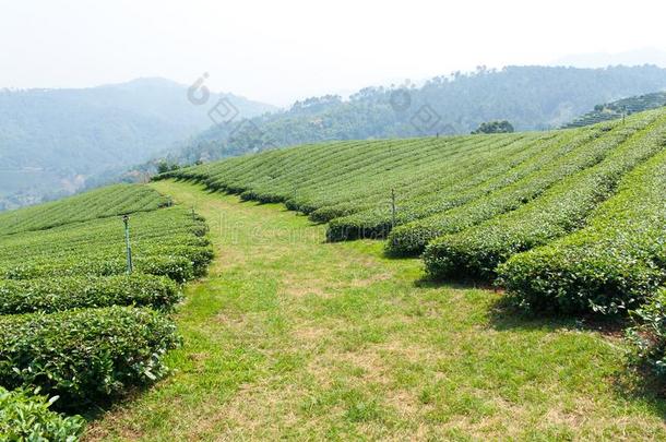 山坡上的绿茶农场