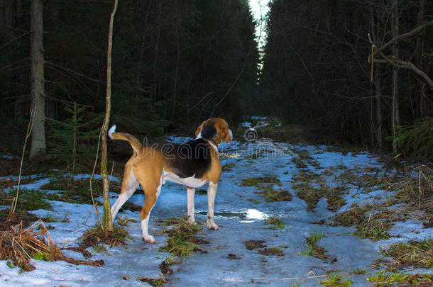 狗看守进入森林。 春天的晚上时间