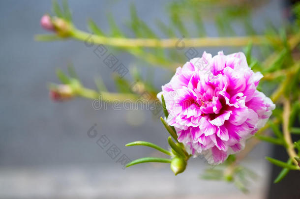 开花植物学特写镜头丰富多彩的植物区系