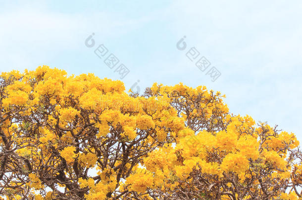 在春天的天空背景上，特写黄色的花朵盛开。