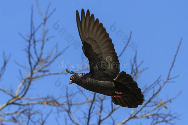 黑色鸽子在蓝天上飞翔