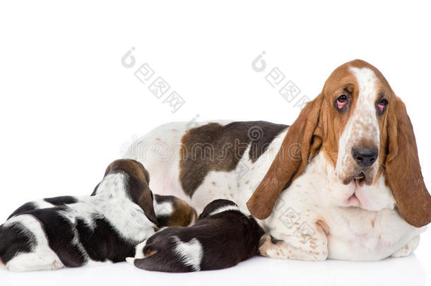 成年贝塞特猎犬喂小狗。 在白色的