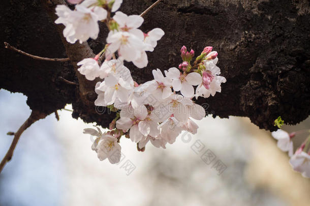 日本树上的樱花