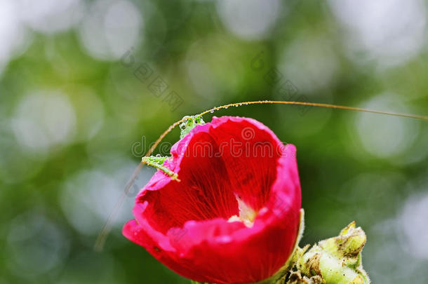 蚱蜢的眼睛从一朵小花后面向外看。