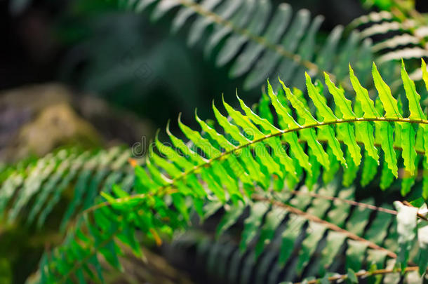 绿色充满活力的蕨类植物叶子。