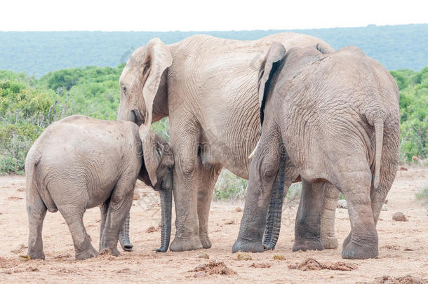大象小牛向它的母亲寻求爱