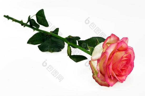 新鲜的深红色玫瑰位于白色的背景上。 声明