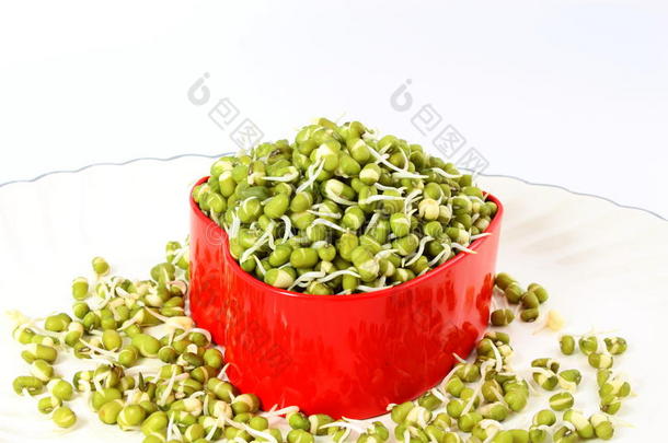 新鲜发芽的绿豆或绿豆在心脏容器中