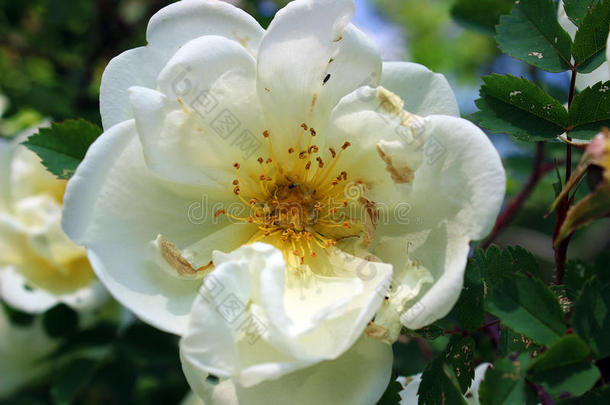 花白色特里玫瑰
