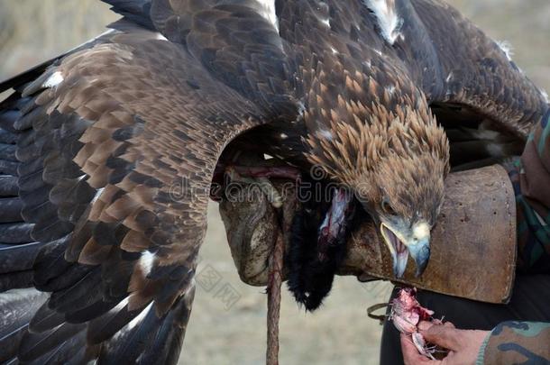 <strong>金鹰</strong>（厄恩，阿基拉克里斯艾托斯），在成功的狩猎后进食，吉尔吉斯斯坦