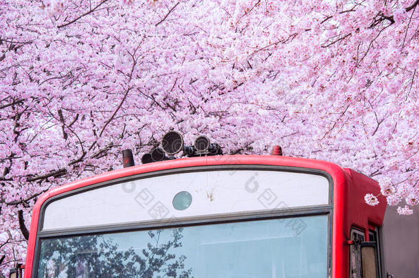 春天的<strong>樱花</strong>。 金海贡杭<strong>节</strong>是韩国最大的<strong>樱花节</strong>。