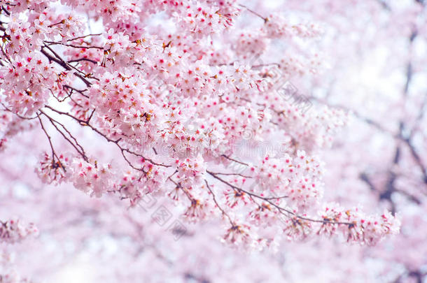 樱花春季以柔和的焦点，樱花季节在韩国。