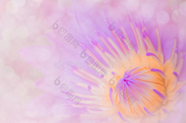 抽象风格的莲花百合花，<strong>甜</strong>美的色调。 软粉色背景的设计理念。
