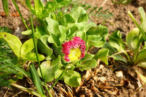 贝利斯·佩伦尼斯（英国雏菊）<strong>花</strong>蕾