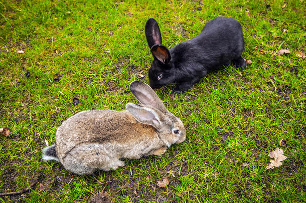 公园绿草坪上的成年兔子