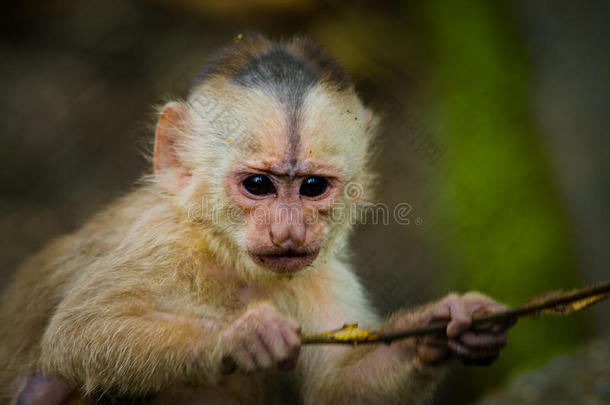奇妙的特写照片，好玩可爱的小猴子从亚马逊丛林厄瓜多尔