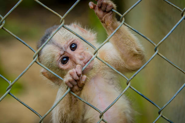 奇妙的特写照片，好玩可爱的小猴子从亚马逊丛林厄瓜多尔