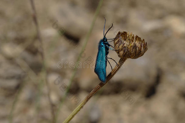 蓝色金属昆虫