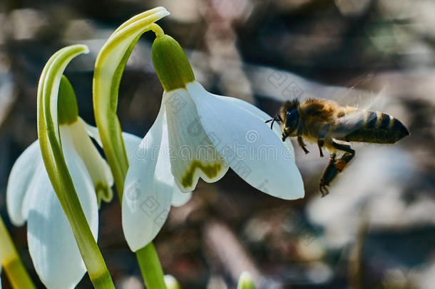 春天雪滴上的蜜蜂。