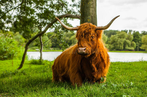 动物牛对自然的影响。 荷兰牦牛