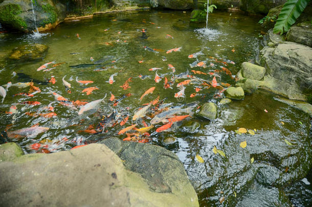 一群<strong>红色</strong>、橙色、白色和黄色的<strong>锦鲤</strong>鱼在花园游泳池游泳
