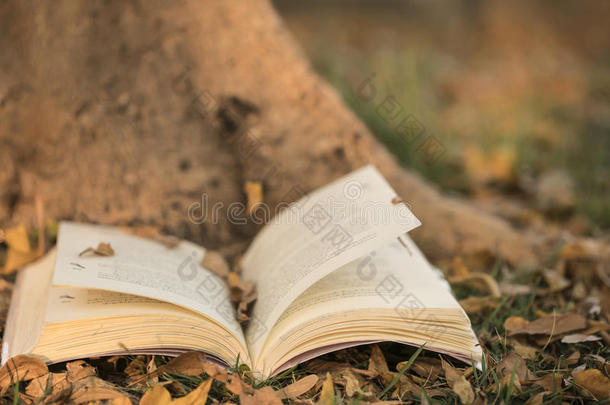 把书放在树下