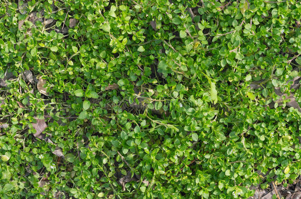 绿色的树状植物，用叶子覆盖地面。