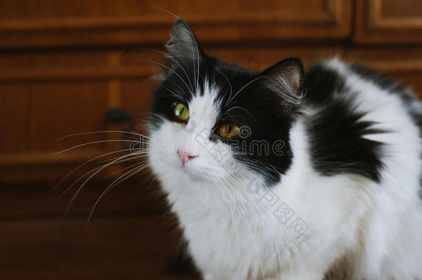 毛茸茸的黑白猫