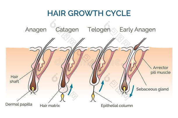 头发生长周期