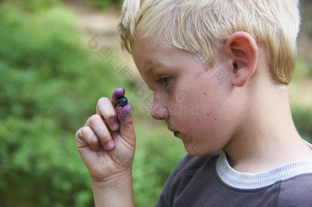 孩子在蓝莓森林里采摘野生蓝莓