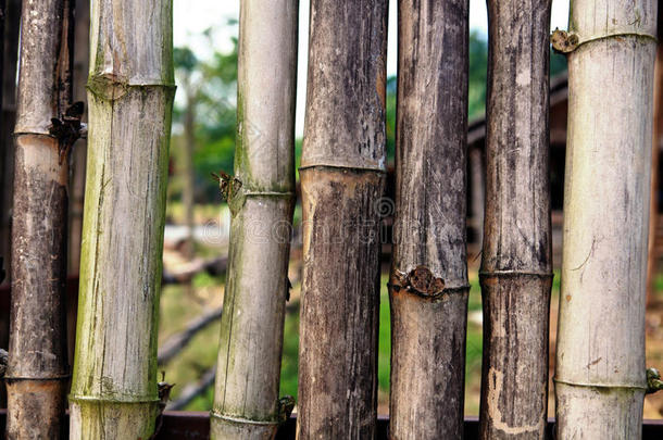 亚洲亚洲的背景竹子树皮