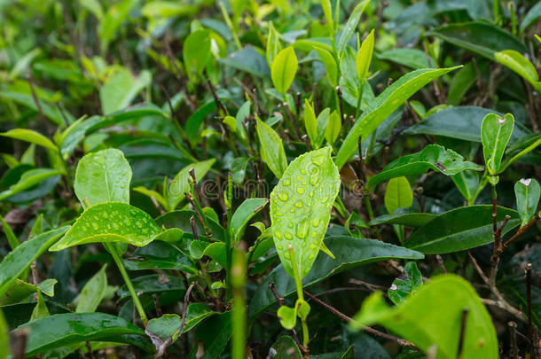 在种植园的茶树上特写新鲜茶叶